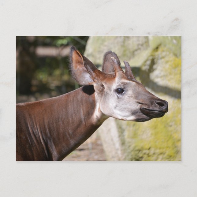 Postal Retrato de okapi (Anverso)