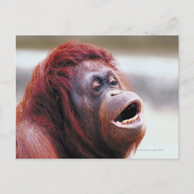 Postal Retrato de orangután (Anverso)