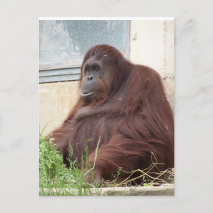 Postal Retrato de Orangutan