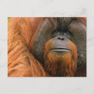 Postal Retrato de Orangután macho, Georgia, EE. UU.