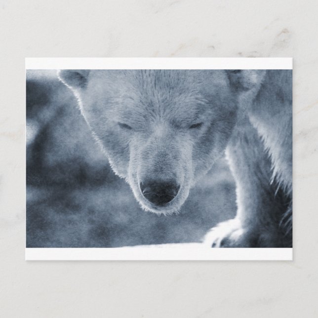 Postal Retrato de oso polar (Anverso)