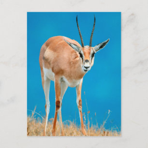 Postal Retrato de oveja de gacela de Grant (Gazella Grant