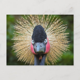 Postal Retrato de pájaro grano