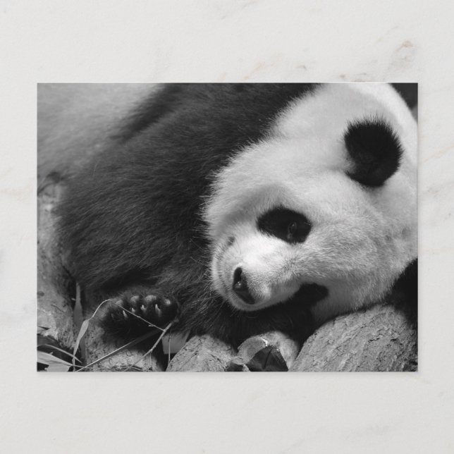Postal Retrato de panda gigante (Anverso)