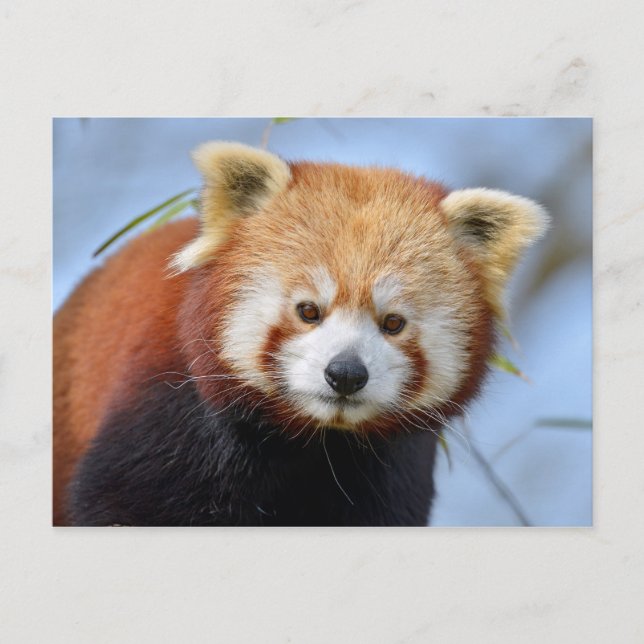 Postal Retrato de panda rojo (Anverso)