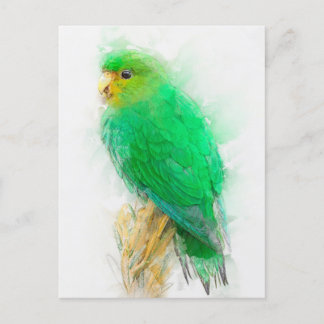 Postal Retrato de Parakeet con frente espumoso