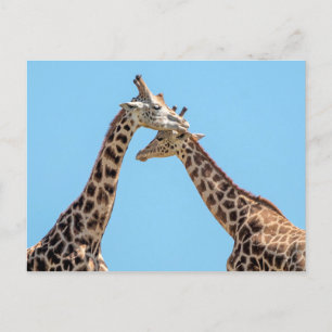 Postal Retrato de pareja de jirafas contra cielo azul