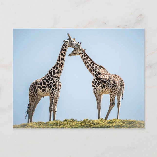 Postal Retrato de pareja de jirafas contra cielo azul (Anverso)