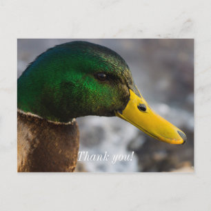 Postal Retrato de Pato Real Macho