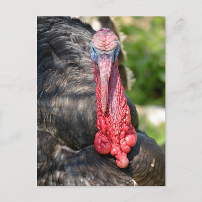 Postal Retrato de pavo macho (Anverso)