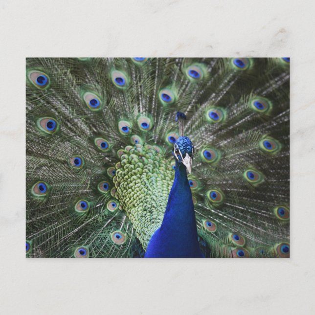 Postal Retrato De Pavo Real Con Pies Fuera (Anverso)