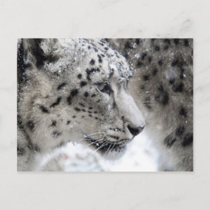 Postal Retrato de perfil de leopardo de la nieve