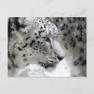 Postal Retrato de perfil de leopardo de la nieve