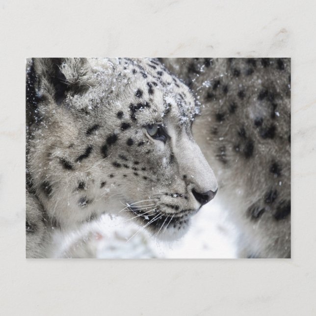 Postal Retrato de perfil de leopardo de la nieve (Anverso)