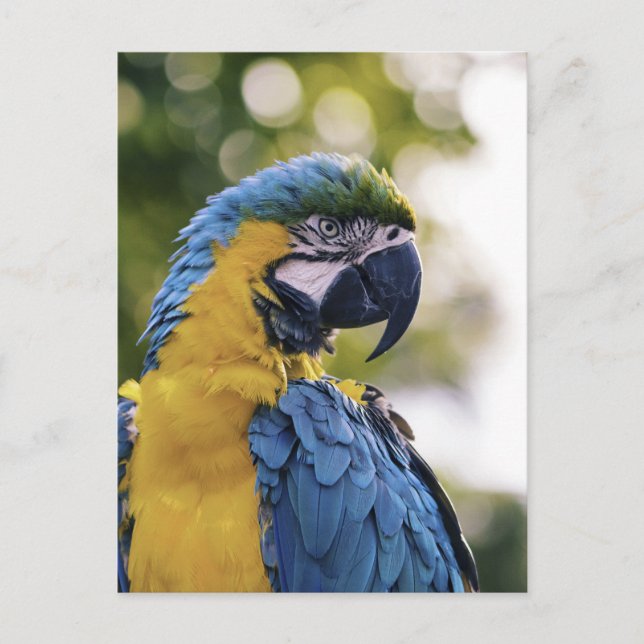 Postal Retrato de perfil de loro en fotografía (Anverso)