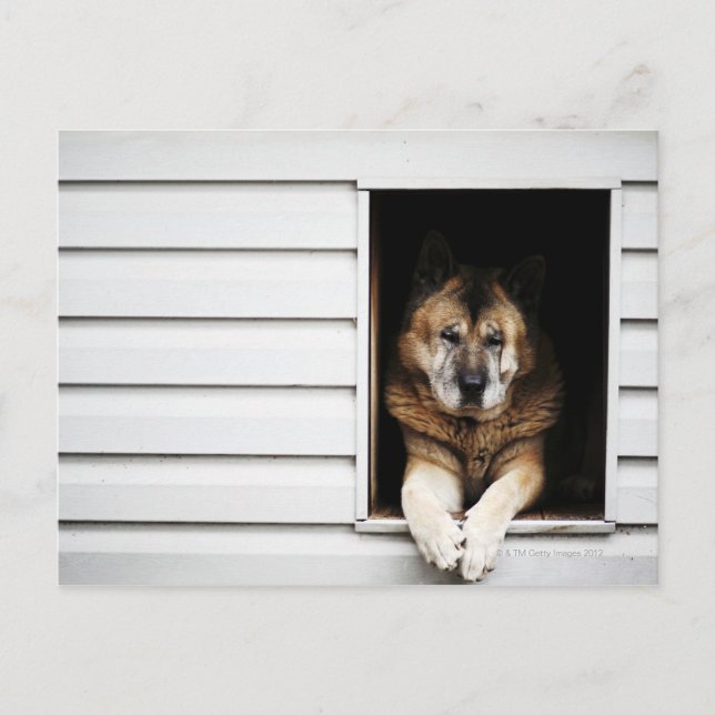 Postal retrato de perro (Anverso)