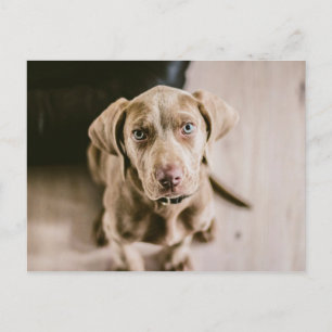 Postal Retrato de perro