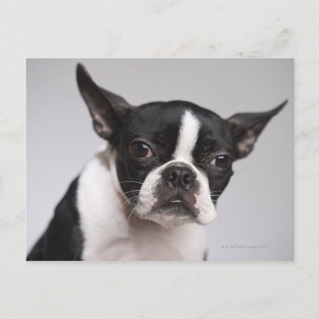 Postal Retrato de perro (Anverso)