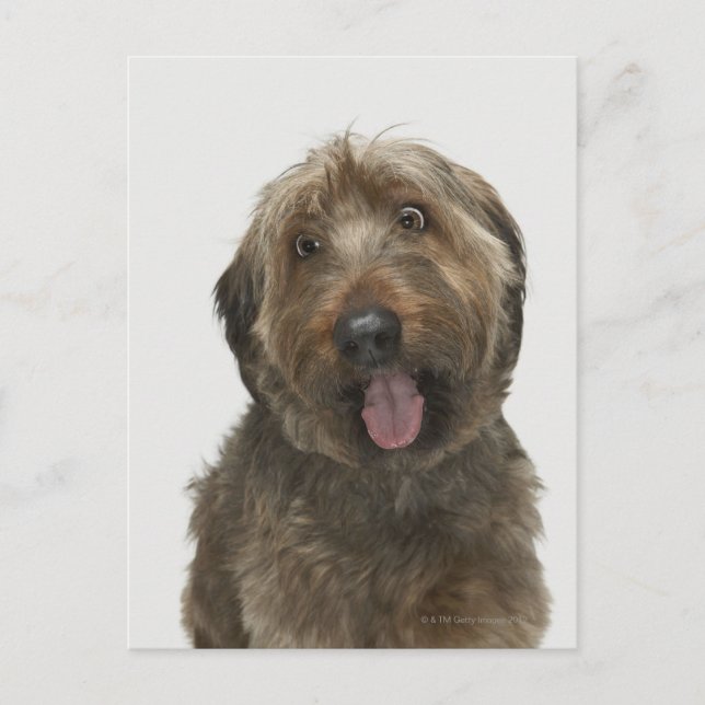 Postal Retrato de perro Briard (Anverso)