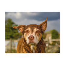 Retrato de Perro Brindle Emotivo