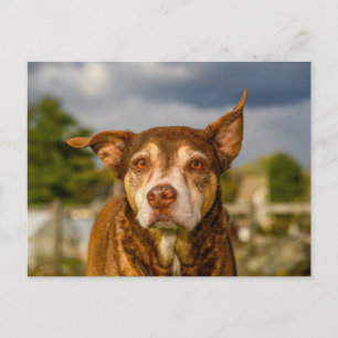 Postal Retrato de Perro Brindle Emotivo