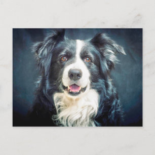 Postal Retrato de Perro Collie Fronterizo