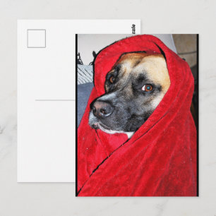 Postal Retrato de perro con manta roja