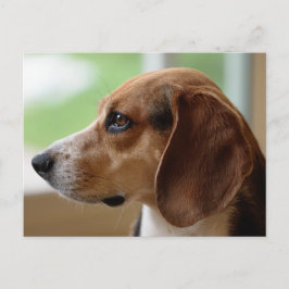 Postal Retrato de perro de Beagle