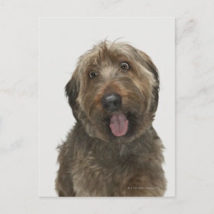 Postal Retrato de perro de Briard