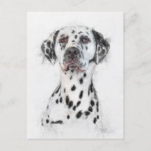 Retrato de perro de Dalmacia