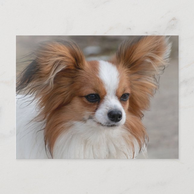 Postal Retrato de perro de Papillon (Anverso)