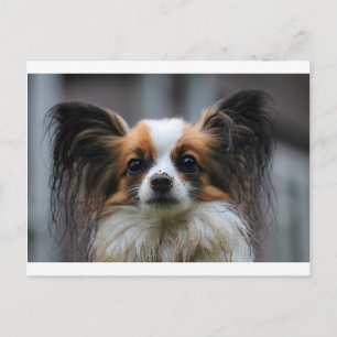 Postal Retrato de perro de pura raza Papillon