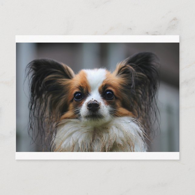 Postal Retrato de perro de pura raza Papillon (Anverso)