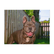 Retrato de perro feliz de raza bulldog marrón en e