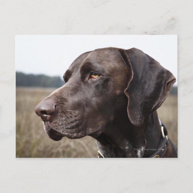 Postal Retrato de perro, Houston, Texas, Estados Unidos (Anverso)