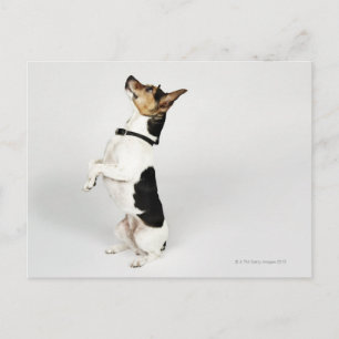 Postal Retrato de perro Jack Russell sentado