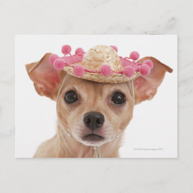 Postal Retrato de perro pequeño con sombrero (Anverso)