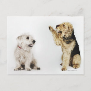 Postal Retrato de perro saludando a otro perro
