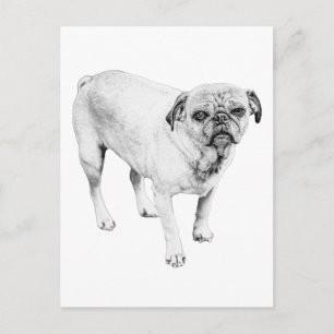 Postal Retrato de perro sereno levanta el ánimo de cualqu
