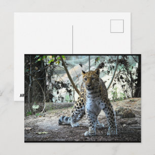 Postal Retrato de postura de leopardo