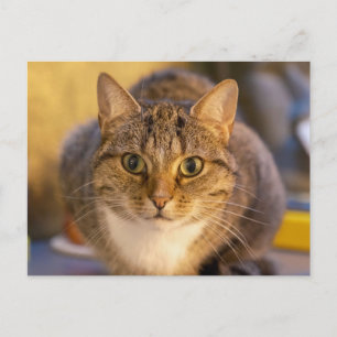 Postal Retrato de primer plano de adorable gato atigrado