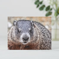 Retrato de primer plano de Groundhog