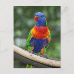 Postal Retrato de Rainbow Lorikeet