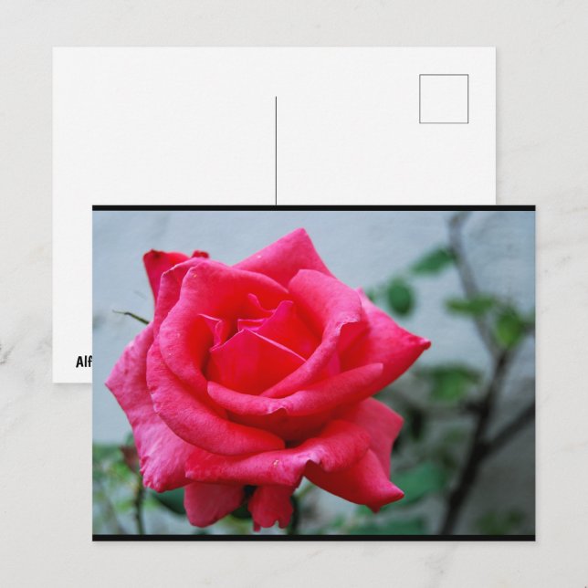 Postal Retrato de Rosa Floral Rosa (Anverso / Reverso)
