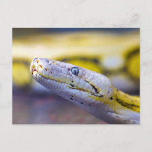 Postal Retrato de serpiente amarilla y blanca en primer p