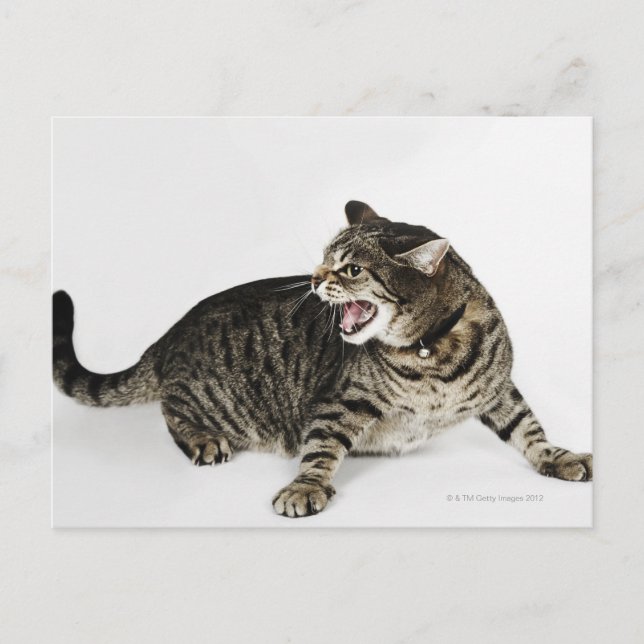 Postal Retrato de silbido de gato (Anverso)