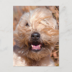 Postal retrato de Soft Coated Wheaten Terrier