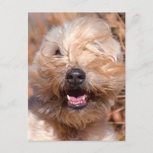Postal retrato de Soft Coated Wheaten Terrier (Anverso)