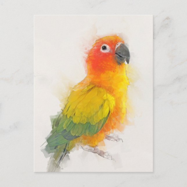 Postal Retrato de Sun Conure (Anverso)