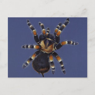 Postal Retrato de Tarantula
